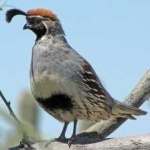 image of bird