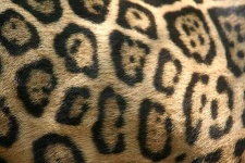 image of jaguar_car