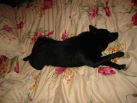 image of schipperke