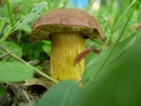 image of bolete