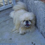 image of pekinese