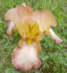 image of flower