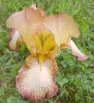 image of bearded_iris #11