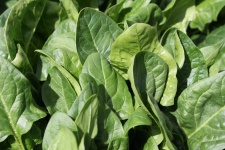 image of spinach #6