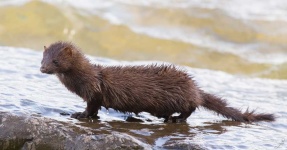 image of animal