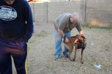 image of malinois