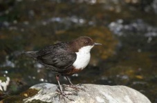 image of water_ouzel