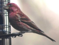 image of house_finch #25