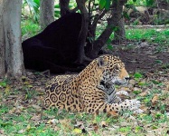 image of jaguar_car