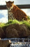 image of jaguar_car