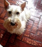 image of scottish_terrier #8