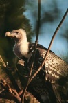 image of vulture