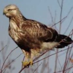 image of bird