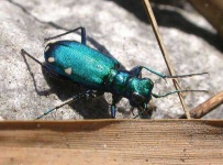 image of tiger_beetle #32