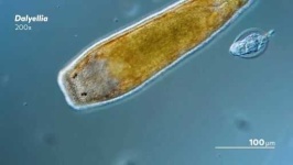 image of parasitic_flatworms