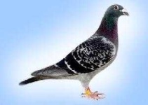 image of pigeon #1