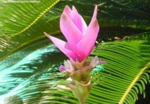image of flower