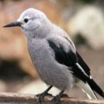 image of bird