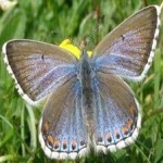 image of animal
