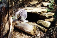 image of porcupine