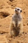 image of meerkat