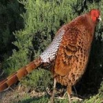 image of bird
