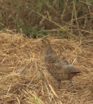 image of partridge