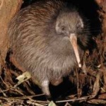 image of bird