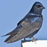 image of bird