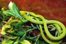 image of vine_snake