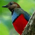 image of red_bellied_pitta #0