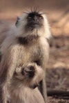 image of langur