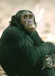 image of chimpanzee