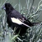 image of bird