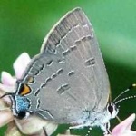 image of animal