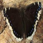 image of animal