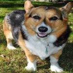 image of corgi #25