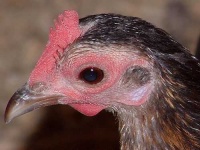 image of hen