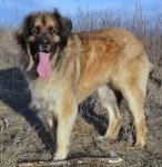 image of animal