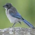 image of bird