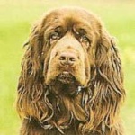 image of sussex_spaniel