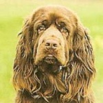 image of sussex_spaniel #7