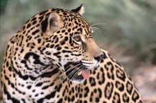image of jaguar_car