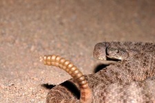 image of night_snake