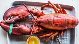 image of lobster