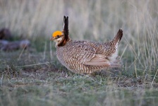 image of prairie_chicken