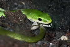 image of green_snake #5
