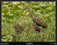 image of limpkin
