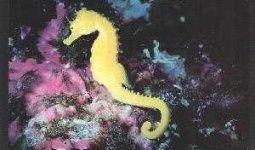 image of sea_horse