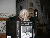 image of english_setter